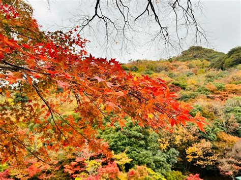 紅葉 風水